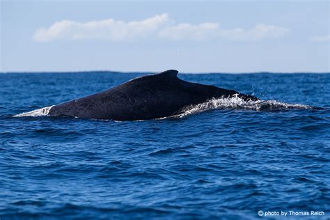 dorsal fin humpback whale