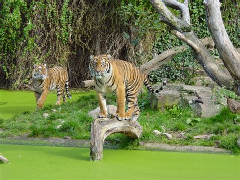 dortmunder zoo tiger