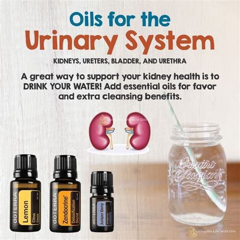 Doterra Oils For Kidneys