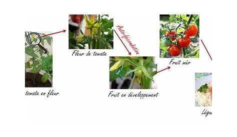 Cycle de vie d'un plant de tomate | Let's Talk Science