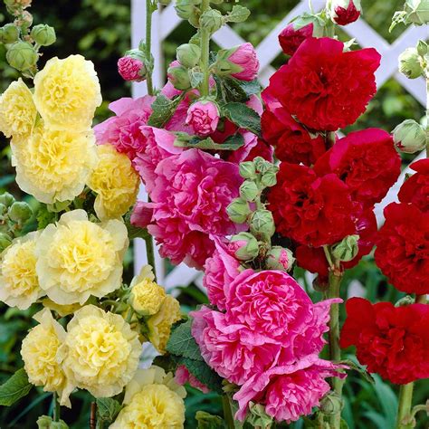 Double Hollyhock Plants For Sale