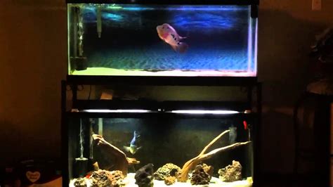 double aquarium