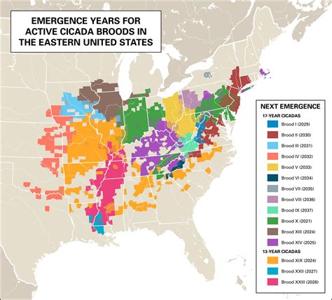 double brood cicada 2024 map