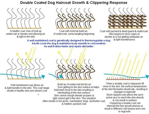 Double Coat Dog Change