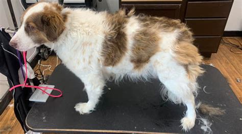 Double Coated Dog Matted