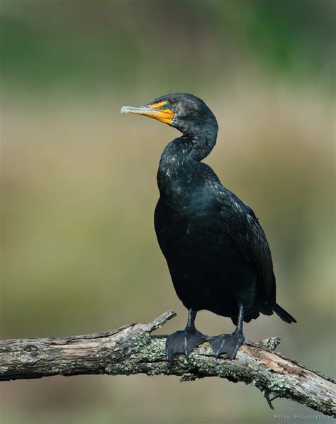 Double-crested Cormorant