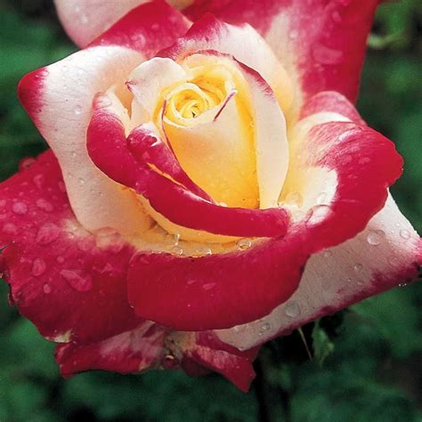 Double Delight Rose: Ultimate Floral Triumph!