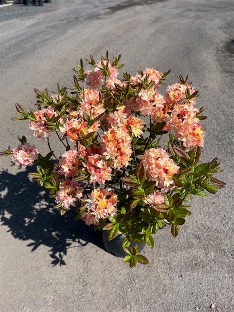 double flower azalea