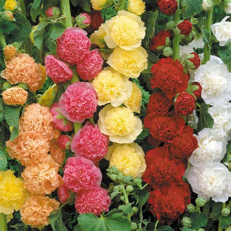 double hollyhocks