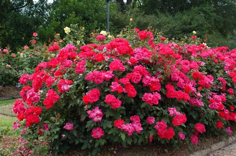 Double Knockout Roses: Best Garden Choice?