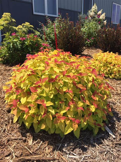 double play candy corn spirea