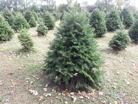 douglas christmas tree farm