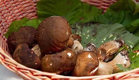 20 ristoranti dove mangiare i funghi dal nord al sud dell'Italia