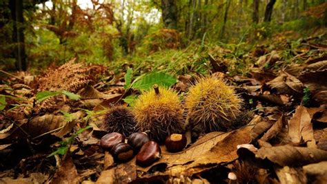 dove andare a castagne