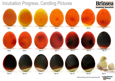 Dove Egg Candling Chart