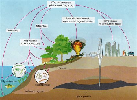 dove si trova il carbonio