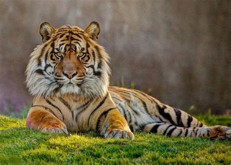 dove vive la tigre siberiana