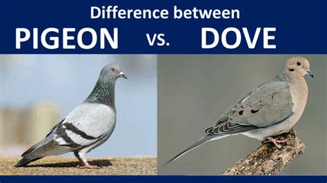 10 Things dove vs pigeon: Pest Control Insights