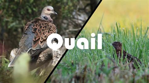 Discover 8 Insights dove vs quail Avian Worlds Compared