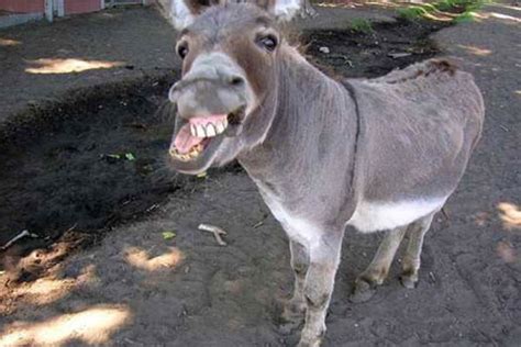 down syndrome donkey
