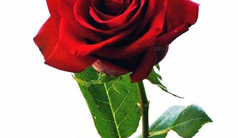 Wow 28+ Foto Bunga Mawar Yang Layu - Gambar Bunga Indah