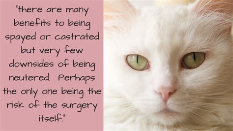 image of downsides of neutering