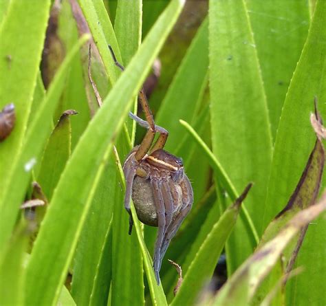 Cool Dr Helen Smith Spider More