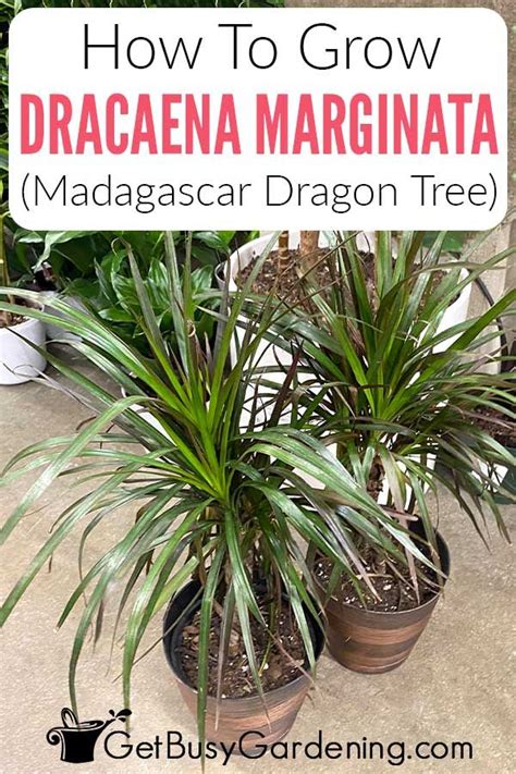 dracaena marginata care