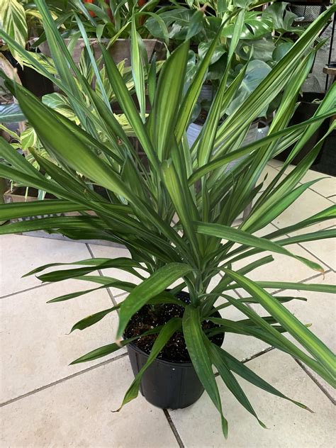 dracaena plant for sale