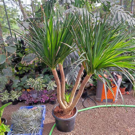 dracena draco