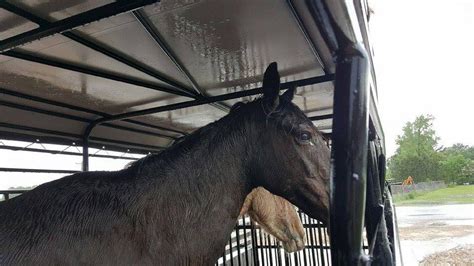 Draft Horse Kill Pen