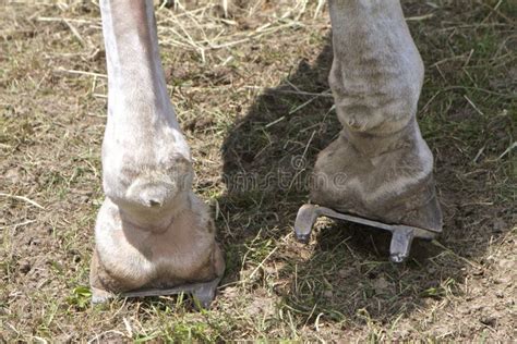 Draft Horse Pulling Shoes