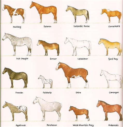 Draft Horse Size Comparison