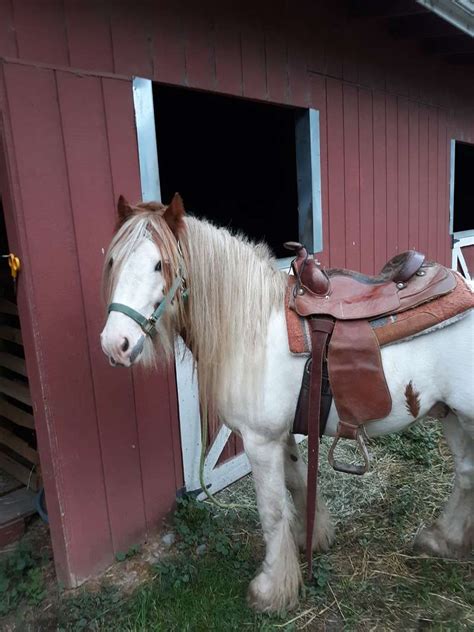 draft horses for sale in new jersey