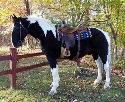 draft horses for sale in nh