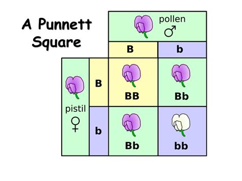 Square Definition and Examples Biology Online Dictionary