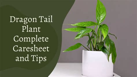 Dragon Tail Plant Care Guide For This Exotic Plant