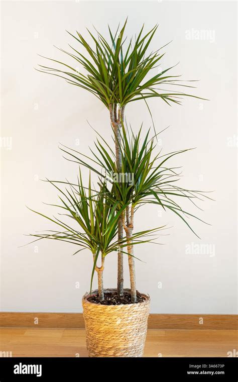 The Amazing Dragon Plant: A Beginner’s Guide