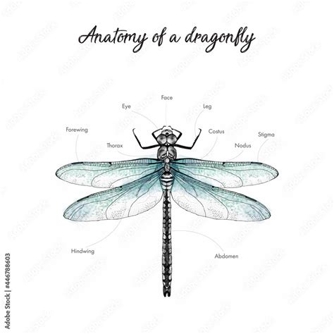 dragonfly anatomy drawing