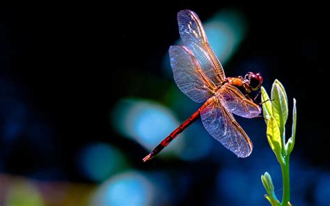 Dragonfly Wallpapers Wallpaper Cave