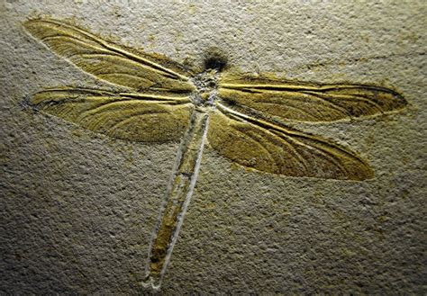 Jurassic Solnhofen Dragonfly 20 Fossils for Sale