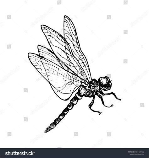 dragonfly ink drawing