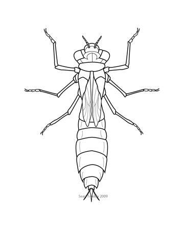 dragonfly nymph drawing