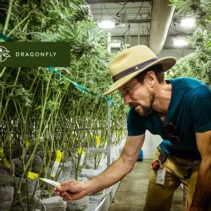 dragonfly wellness slc