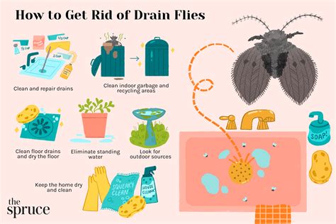 Drain Flies In Kitchen