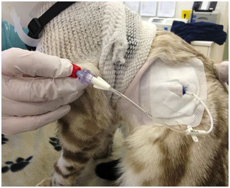 Drain Pneumothorax Cat