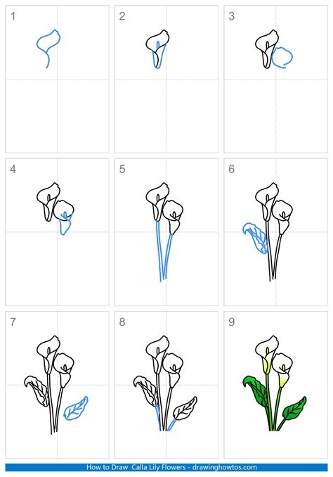 Simple Calla Lily Drawing at GetDrawings Free download