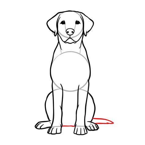 Drawing a dog's basic shape