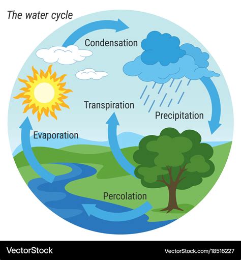 draw a fully labelled water cycle diagram
