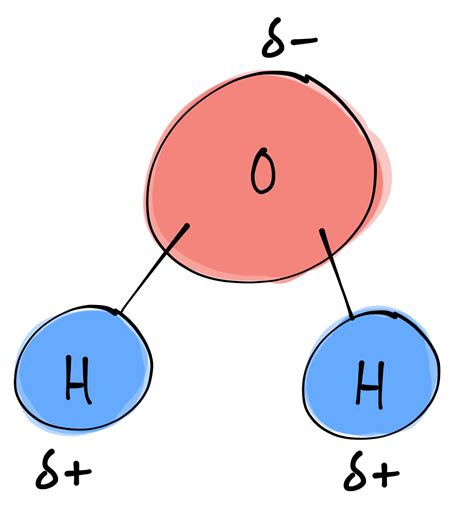 25K  Sample Draw A Sketch Of The Components Of Water Molecules Free For Download